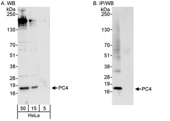 Rabbit PC4 Antibody