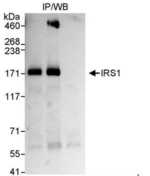 Rabbit IRS1 Antibody