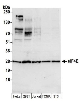 Rabbit eIF4E Antibody