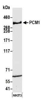 Rabbit anti-PCM1 Antibody