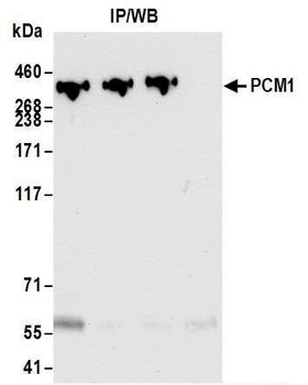 PCM1 Antibody