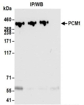 Rabbit anti-PCM1 Antibody