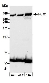 Rabbit anti-PCM1 Antibody