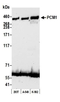 PCM1 Antibody