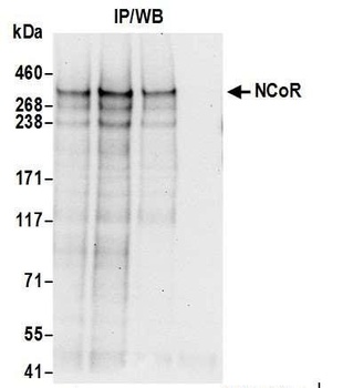 Rabbit anti-NCoR Antibody