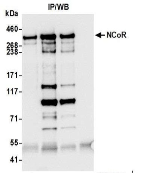 Rabbit anti-NCoR Antibody