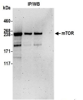 Rabbit mTOR Antibody