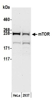 Rabbit mTOR Antibody