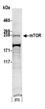 Rabbit mTOR Antibody
