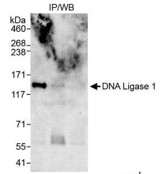 Rabbit anti-DNA Ligase 1 Antibody