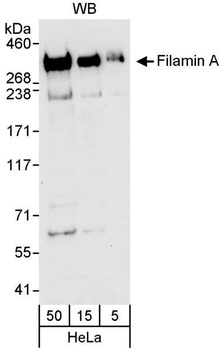Rabbit Filamin A Antibody