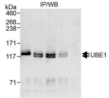 Rabbit anti-UBE1 Antibody