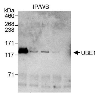 Rabbit anti-UBE1 Antibody