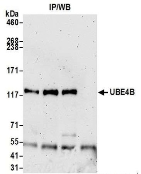 Rabbit anti-UBE4B Antibody