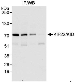 Rabbit KIF22/KID Antibody