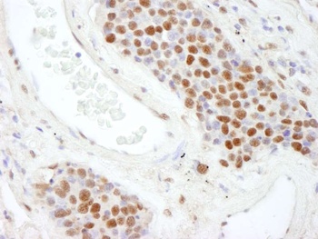 Rabbit anti-SAFB2 Antibody
