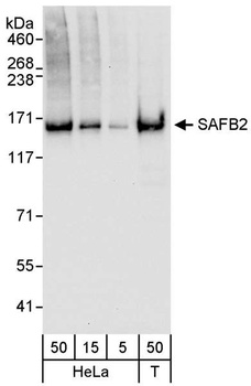 Rabbit anti-SAFB2 Antibody