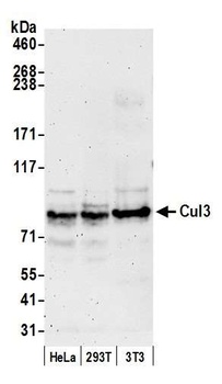 Rabbit Cul3 Antibody