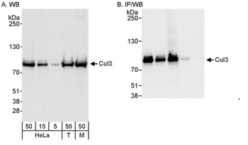 Rabbit Cul3 Antibody