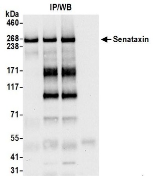 Rabbit anti-Senataxin Antibody