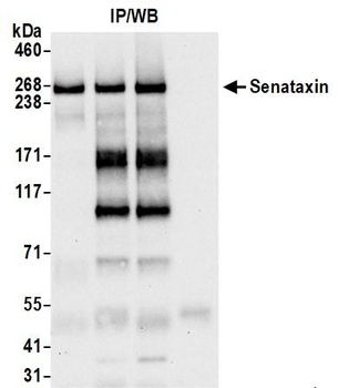 Senataxin Antibody