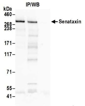 Rabbit anti-Senataxin Antibody