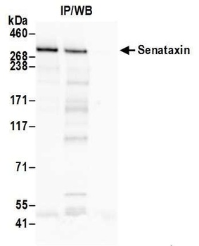 Senataxin Antibody