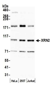 Rabbit anti-XRN2 Antibody
