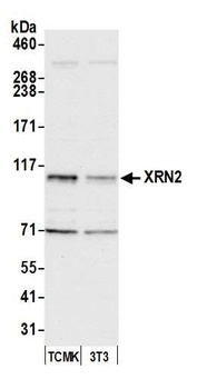 Rabbit anti-XRN2 Antibody
