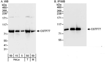 Rabbit anti-CSTF77 Antibody