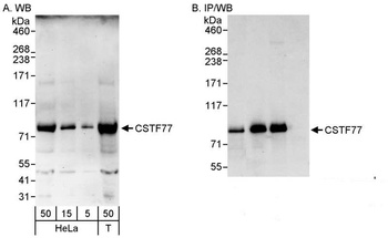 Rabbit anti-CSTF77 Antibody
