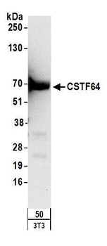 Rabbit CSTF64 Antibody