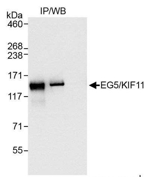 Rabbit anti-EG5/KIF11 Antibody