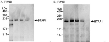 Rabbit BTAF1 Antibody