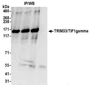 Rabbit anti-TRIM33/TIF1gamma Antibody