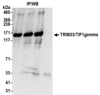 TRIM33/TIF1gamma Antibody
