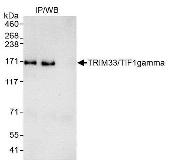 Rabbit anti-TRIM33/TIF1gamma Antibody
