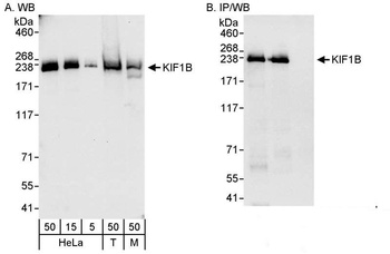 Rabbit KIF1B Antibody