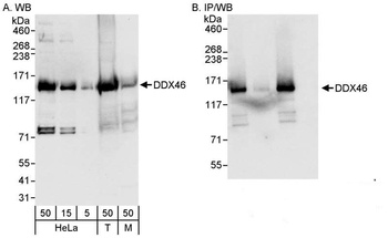 Rabbit anti-DDX46 Antibody