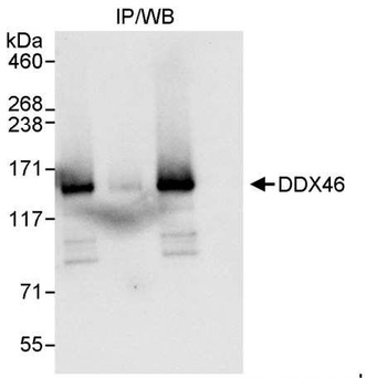Rabbit anti-DDX46 Antibody