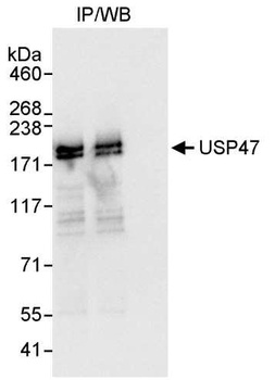 Rabbit anti-USP47 Antibody