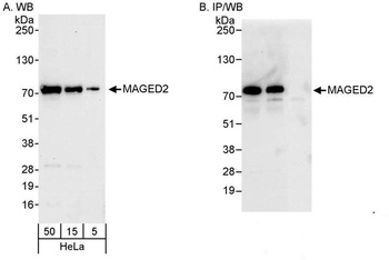 Rabbit anti-MAGED2 Antibody
