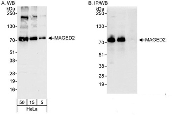Rabbit anti-MAGED2 Antibody