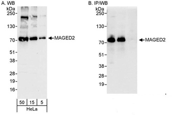 MAGED2 Antibody