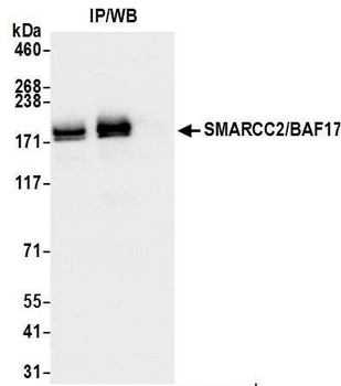 Rabbit anti-SMARCC2/BAF170 Antibody