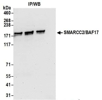 Rabbit anti-SMARCC2/BAF170 Antibody