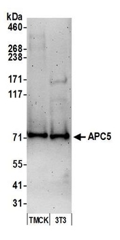 Rabbit anti-APC5 Antibody
