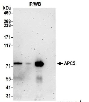 Rabbit anti-APC5 Antibody