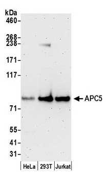 Rabbit anti-APC5 Antibody
