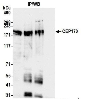 Rabbit anti-CEP170 Antibody